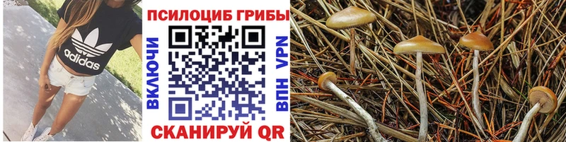 закладки  Волжск  Псилоцибиновые грибы GOLDEN TEACHER 